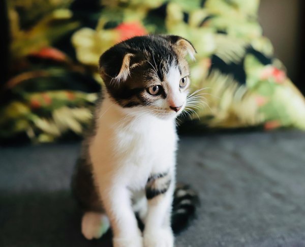 Friandises pour chiens sans gluten : tout ce que vous devez savoir