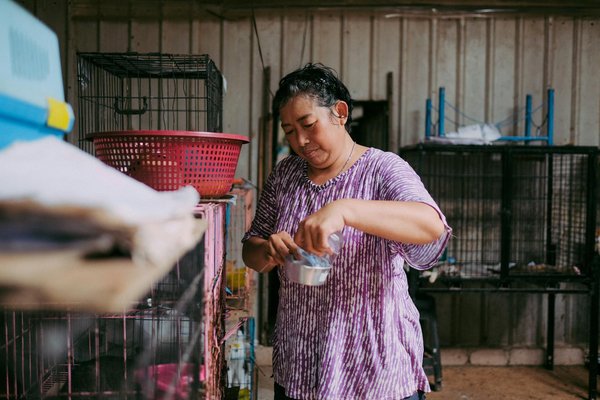 Mouche domestique : top conseils pour une élimination rapide