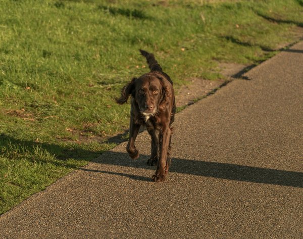 Les peluches dinosaure qui font battre le cœur des enfants !