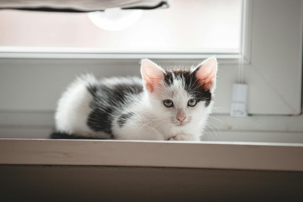 Que faire si mon chat est malheureux en appartement